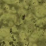 Moldy Membrane camouflage