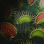 Dionaea camouflage