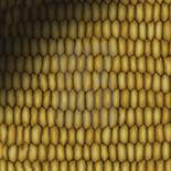 Its Corn camouflage